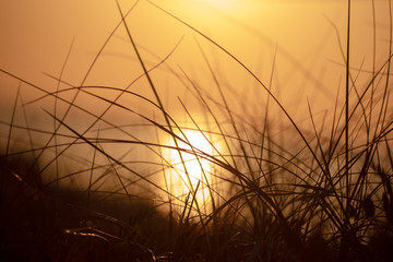 Sunset in grass.