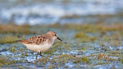 Little Stint (Calidris minuta), Crete, Greece