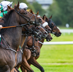 Race horses lined up in a row at the start of a race