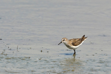 Little Stint (Calidris minuta), Crete, Greece