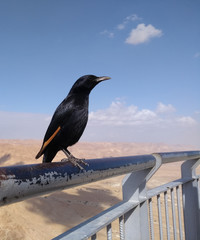 black raven on a fence