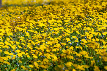 Yellow flowers field