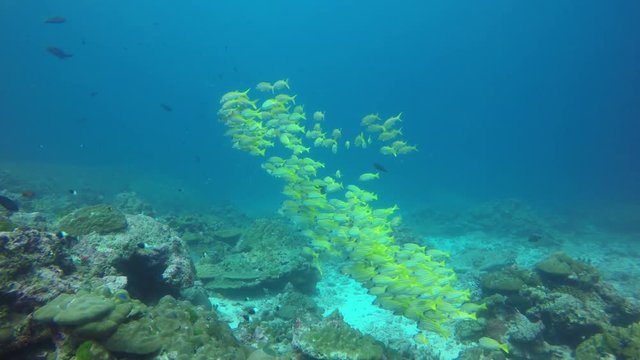 Bigeye Snapper fish and goatfish on underwater coral reef in Indian Ocean 
