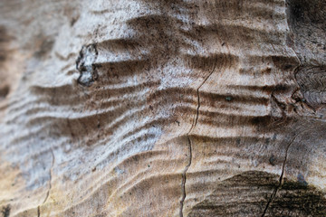 Old tree trunk with old wrinkled wood