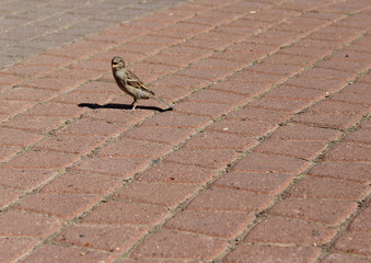 brown sparrow bird nature brown beak lizard animal wildlife blackbird paving asphalt 