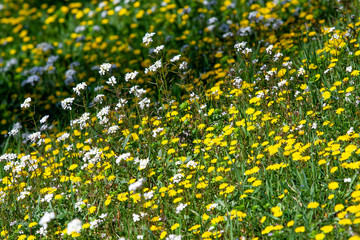 Yellow adn white flowers field