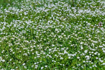 Yellow and white flowers field