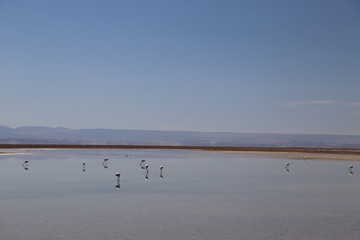 Reflejo de flamencos en el lago