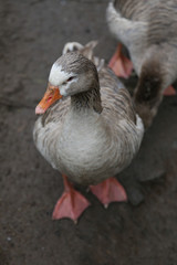 Pato listo para nadar