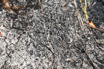 Charred wood burning down in the fire glow, close-up