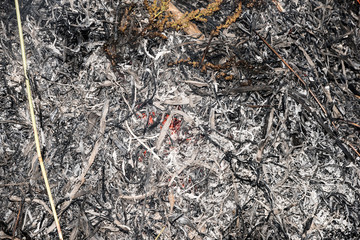 Charred wood burning down in the fire glow, close-up