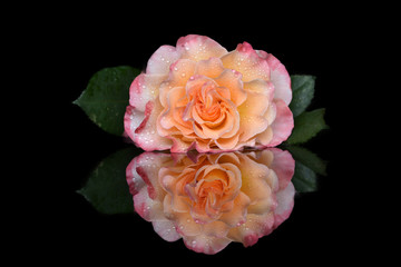 Double flower of a pastel rose with drops of water on the petals on the glass surface with a juicy and bright reflection. Rose with green leaves.