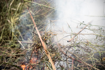 Charred wood burning down in the fire glow, close-up