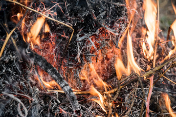Charred wood burning down in the fire glow, close-up