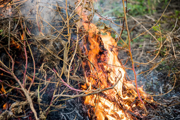 Charred wood burning down in the fire glow, close-up