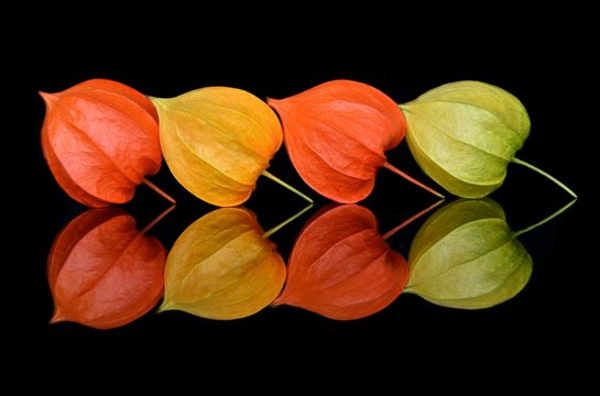 Still life of four flowers Fesalis. Arrangement of multi-colored buds of Fesalis on a black background with bright and rich reflection in the glass