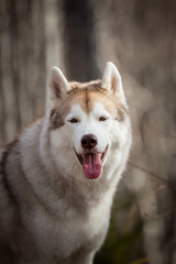 Close-up Portrait of beautiful dog breed Siberian Husky sitting in the late autumn forest on birch trees background