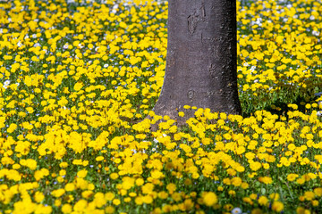 Yellow flowers field