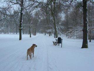 Zimowy spacer z psem w parku