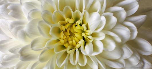 White Chrysanthemum