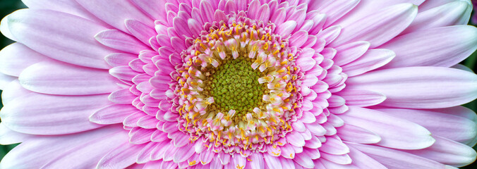 Pink Chrysanthemum