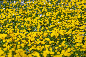 Yellow flowers field