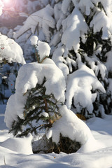 Snow. White snow on green trees. Winter and spring concept. Natural wallpaper. Winter background.