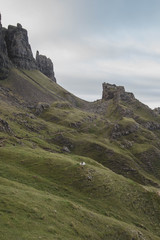 sheep in scottish highlands