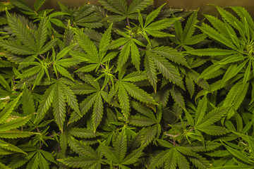 Marijuana leaves, cannabis on a dark background, beautiful background, indoor cultivation