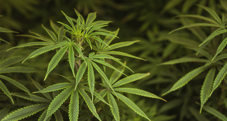Marijuana leaves, cannabis on a dark background, beautiful background, indoor cultivation