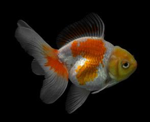 Goldfish isolated on black background.