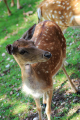 Cucciolo di daino in primopiano