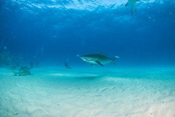 Obraz na płótnie Canvas Tiger shark at Tigerbeach, Bahamas