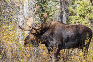 Bull Shiras Moose in the Fall Rut in Wyoming