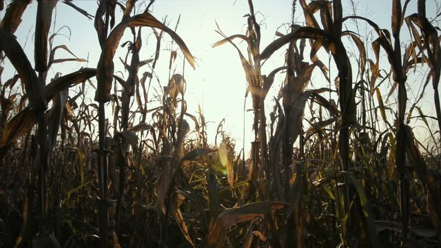 Corn field at sunset in the countryside of Lomellina