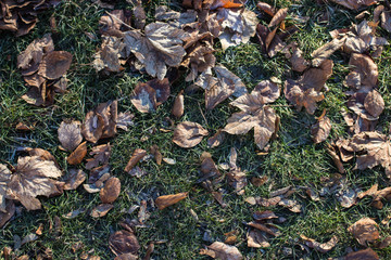autumn leaves on the ground