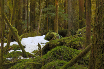 Mount Rainier National Park, WA, USA. 