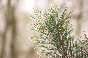 Green branch of pine with hoar-frost on the needles