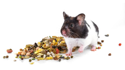  hamster eating some food on a white background
