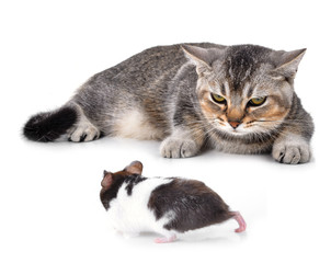 Cat on the white background