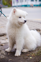 Samoyed