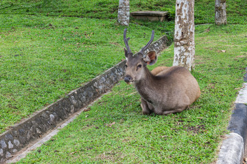 Deer in Khao Yai National Park, Thailand.
