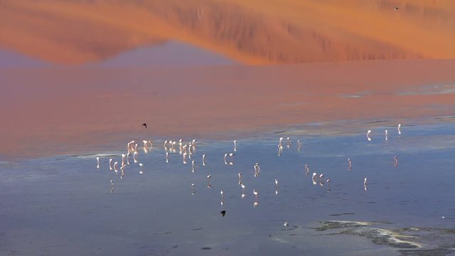 View of Andean Flamingo Lake on Eduardo Avaroa National Reserve rare species of Flamingo in the desert tropics South America