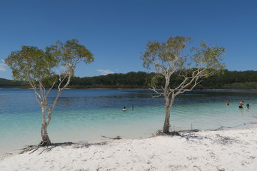 Fraser Island - See mit zwei Bäumen