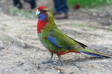 Bunter Papagei in freier Wildbahn
