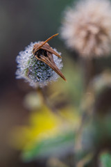 A plant covered in dew with a dying flower popping out