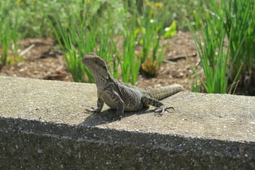 Eidechse - Reptilie in der Sonne