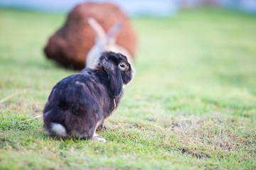 rabbit in grass