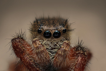 (ID Needed) Beautiful Jumping Spider, caught entomologists and geneticists of UConn's EEB and MCB departments in Mansfield, CT