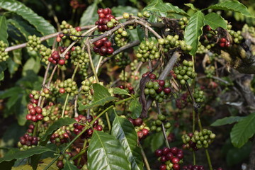 Chikmagalur, Karnataka, India - November 25, 2018: Coffee beans.
